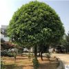 江蘇基地直銷桂花樹桂花 桂花苗規格齊全歡迎實地考察林植物