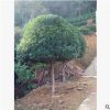 基地直銷優質苗木精品八月桂花樹 園林綠化觀賞植物 價格實惠
