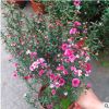 松紅梅盆栽帶花苞室外庭院花卉紅梅樹苗耐寒重瓣澳洲松葉牡丹花苗