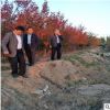 基地長期供應(yīng)美國紅楓 地徑4公分美國紅楓 基地直銷紅楓