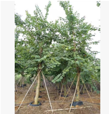 基地直銷宮粉羊蹄甲移植苗 宮粉羊蹄甲袋苗 精品宮粉羊蹄甲批發