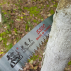 臺灣正品老農(nóng)夫S330彎鋸 整枝鋸 修枝鋸 手鋸 園藝鋸 園林工具