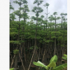 基地直銷現貨木棉樹苗 多規格成品熱帶樹 宏景園林種植基地