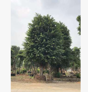 小葉榕基地直銷 小葉榕樁 大量批發 園林景觀工程供應