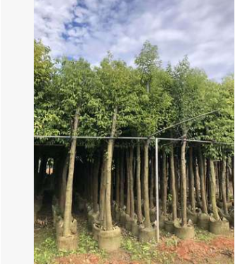 基地直銷天竺桂 種植基地現貨 天竺桂供應 宏遠園林