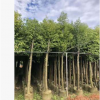 基地直銷天竺桂 種植基地現貨 天竺桂供應 宏遠園林
