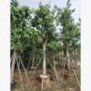 基地供應菩提榕 廣東苗木綠貨苗木菩提榕規格齊全