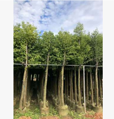 基地專業供應大葉陰香 綠化苗 風景樹大葉陰香批發