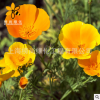基地直銷批發(fā)質(zhì)優(yōu)花凌草種籽 園林花卉栽培觀賞花籽 易種植