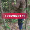 福建泉州10公分天竺桂