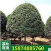 桂花苗直銷 品種好 桂花小苗 四季常青 精品桂花樹木
