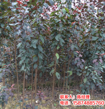 大量供應(yīng) 優(yōu)質(zhì)紅葉李 喬木紅葉李 叢生紅葉李 湖南紅葉李2-18公分