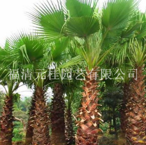 福建福州福建華棕