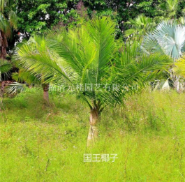 福建福州福建國王椰子