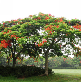 福建福州福建鳳凰木