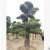 供應造型榆樹園林工程綠化苗木高品質榆樹批發