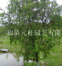 福建福州福建串錢柳