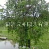福建福州福建串錢柳