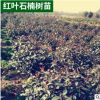 庭院行道綠化苗 紅葉石楠樹苗各種規格的基地球毛球批發