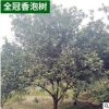 各種規格全冠香泡樹移栽骨架香泡樹園林景觀果木柚子樹批發