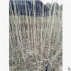 直銷園林綠化花卉 芙蓉花叢生芙蓉樹木芙蓉觀花地載盆載均可