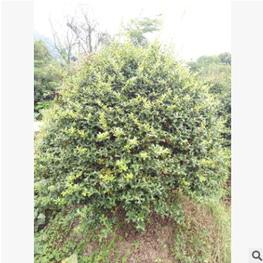 飽滿無刺枸骨球 各種規格精球毛球 高基地直銷 濕地綠化灌木批發