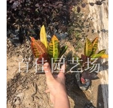 福建漳州變葉木