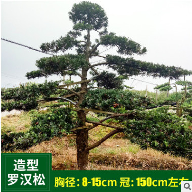 飽滿園林綠化景觀樹 造型羅漢松 8-15cm 造型羅漢松盆景