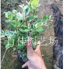 福建漳州白雪公主雪花木