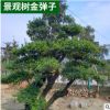 庭院別墅景觀樹金彈子 優雅大氣果色香于一體品種規格齊全