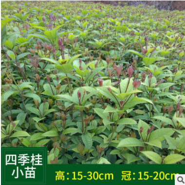直供四季桂小苗 高15-30cm 冠15-20cm四季桂苗批發
