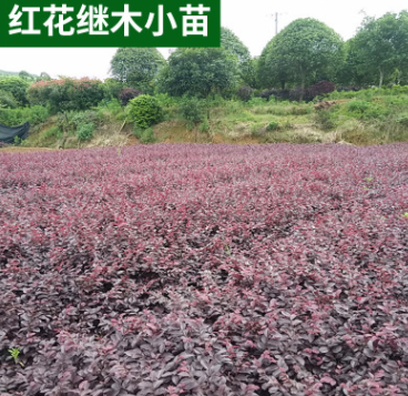 供應 紅繼木小苗移栽苗 根系發達 工程綠化色塊小苗紅花繼木批發