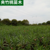 夾竹桃苗木 工程濕地綠化苗木 四季常綠家庭種植灌木 景觀樹苗