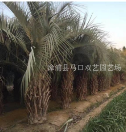 福建漳州布迪椰子