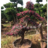 福建漳州紅花繼木