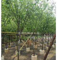 福建漳州福建山櫻花