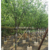 福建漳州福建山櫻花