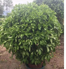 福建漳州非洲茉莉