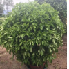 福建漳州非洲茉莉