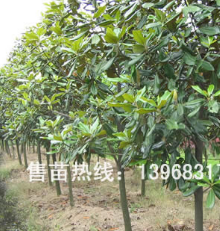 浙江寧波廣玉蘭