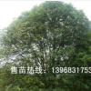 浙江寧波桂花