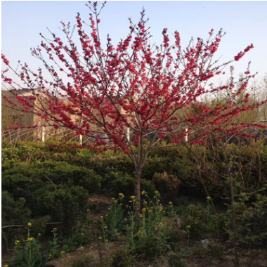 基地直銷紅葉碧桃 紅葉桃 紅花碧桃 紫葉桃 規格齊全