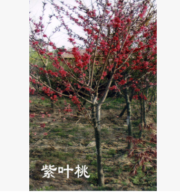 紫葉桃(碧桃）直徑2-6公分 量大