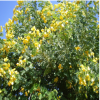 基地批發桂花樹小苗 庭院觀花植物 金桂小苗花香四溢 規格齊全