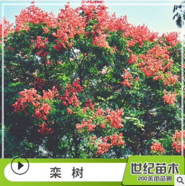 欒樹 胸徑5-25cm綠化苗木 苗圃供應樹苗批發
