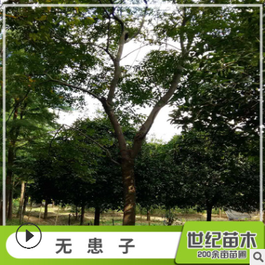 無患子 無患子樹苗 園林綠化無患子風景樹 產地直銷無患子