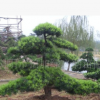瀏陽(yáng)綠之韻苗圃供應(yīng)造型羅漢松精品園林苗木