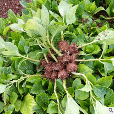 基地自產(chǎn)自銷(xiāo) 繡球花種苗 四季開(kāi)花繡球花苗