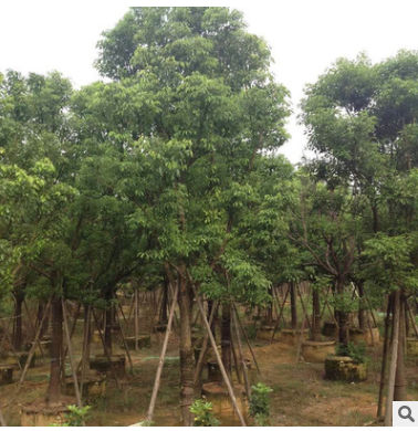 綠化樹苗全冠香樟 大量出售鮮全冠香樟 紅森林園藝