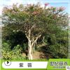 紫薇樹苗 百日紅苗 無皮樹 大紅花紫薇滿堂紅品種價格 紫薇